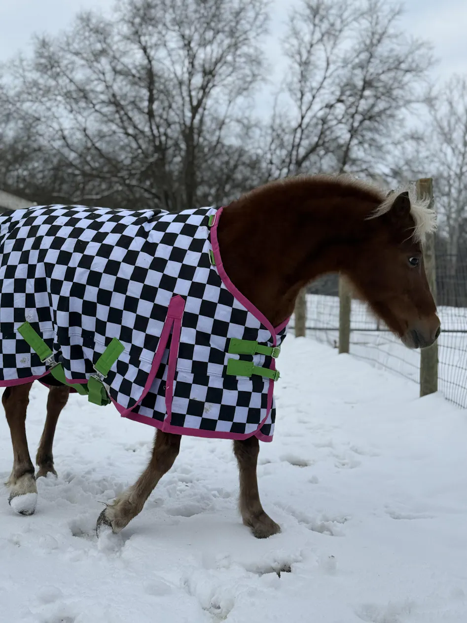 Jeffers Expression Pony 1200 Denier Standard Neck Turnout Blanket