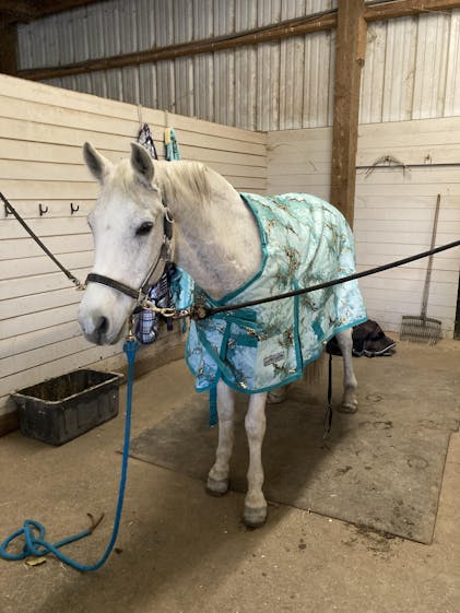 Jeffers Expression 1200 Denier Standard Neck Turnout Horse Blanket