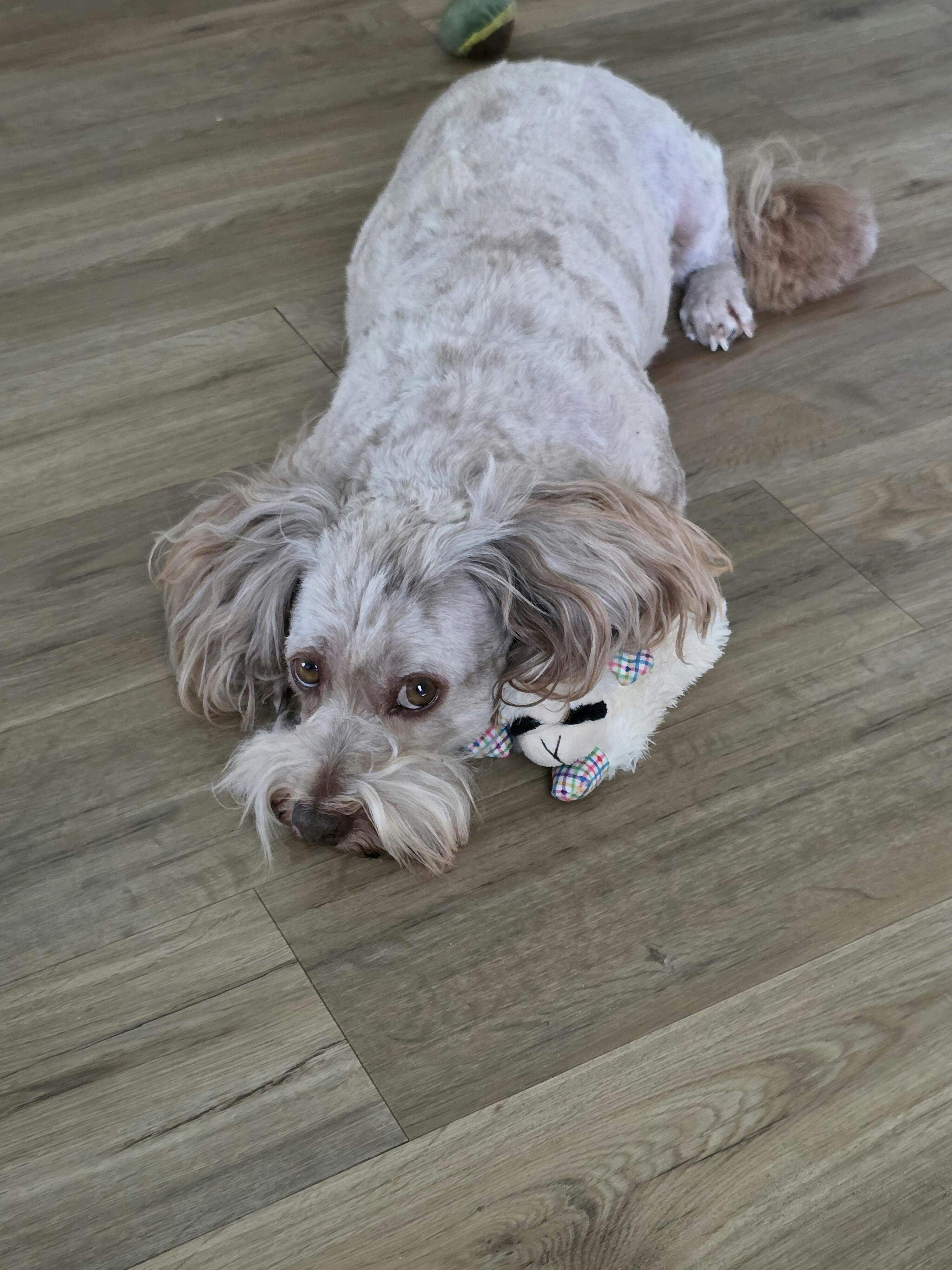 KONG Snuzzles, Mini-XSmall for dogs — Jeffers