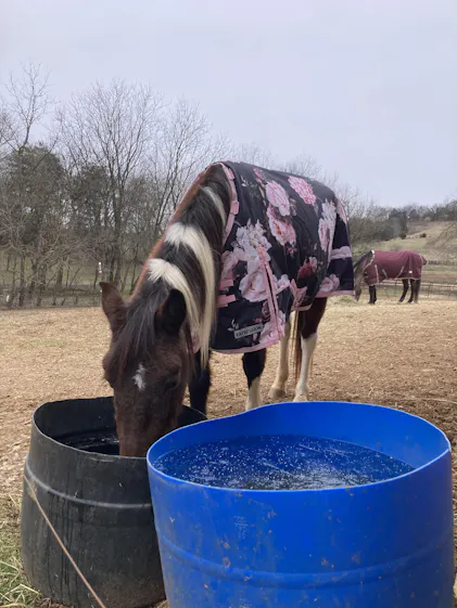 Jeffers Expression Pony 1200 Denier Standard Neck Turnout Blanket