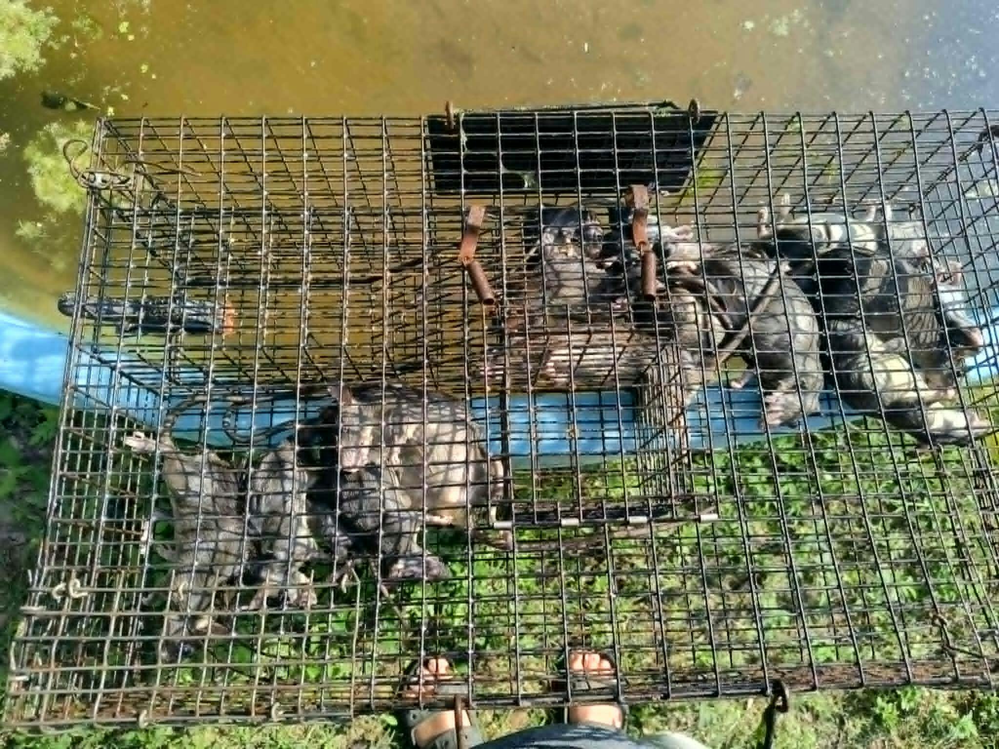 The Ratinator Humane Live Trap by Rugged Ranch — Jeffers