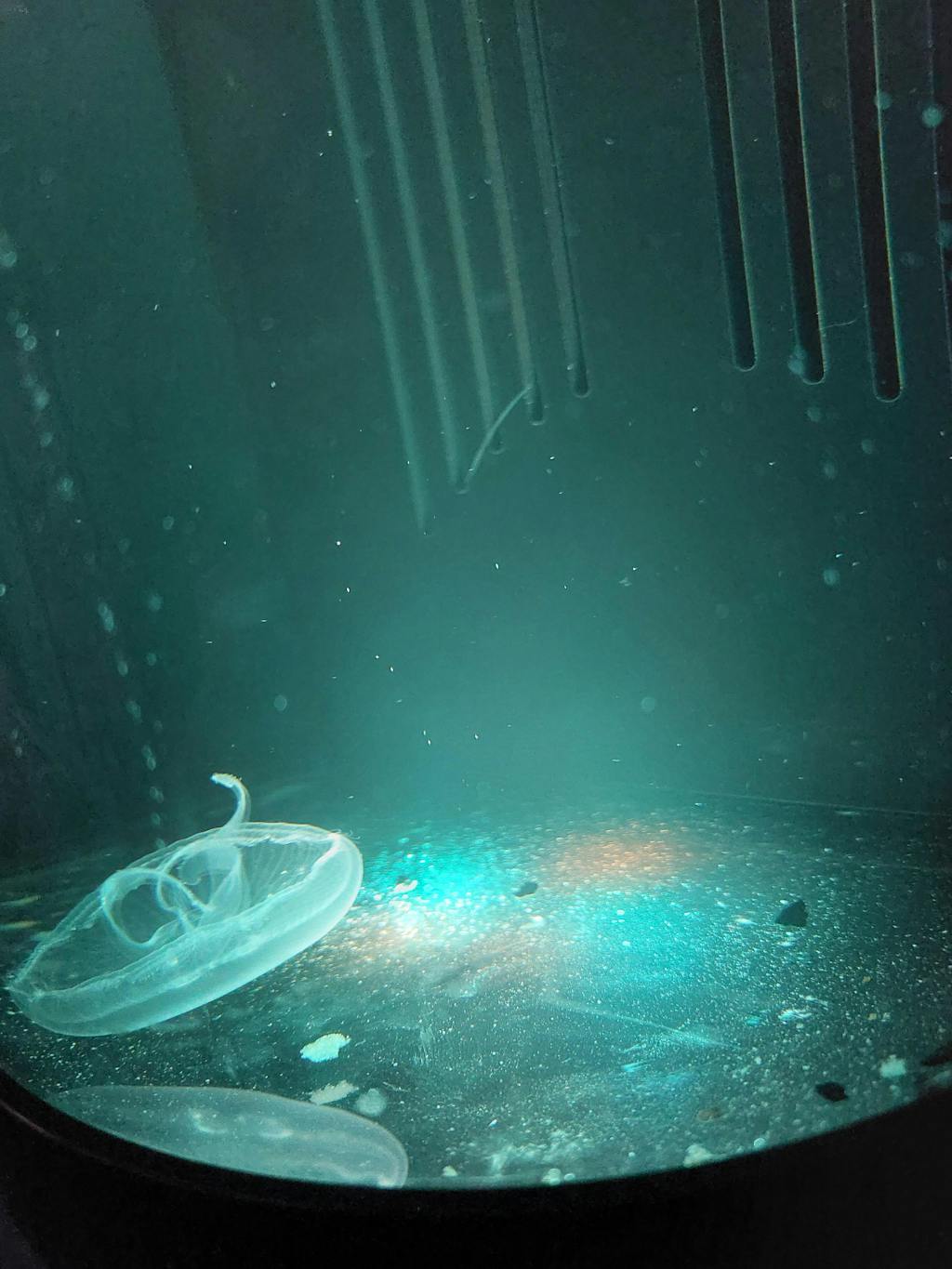 Nano Jellyfish Package Jellyfish Art