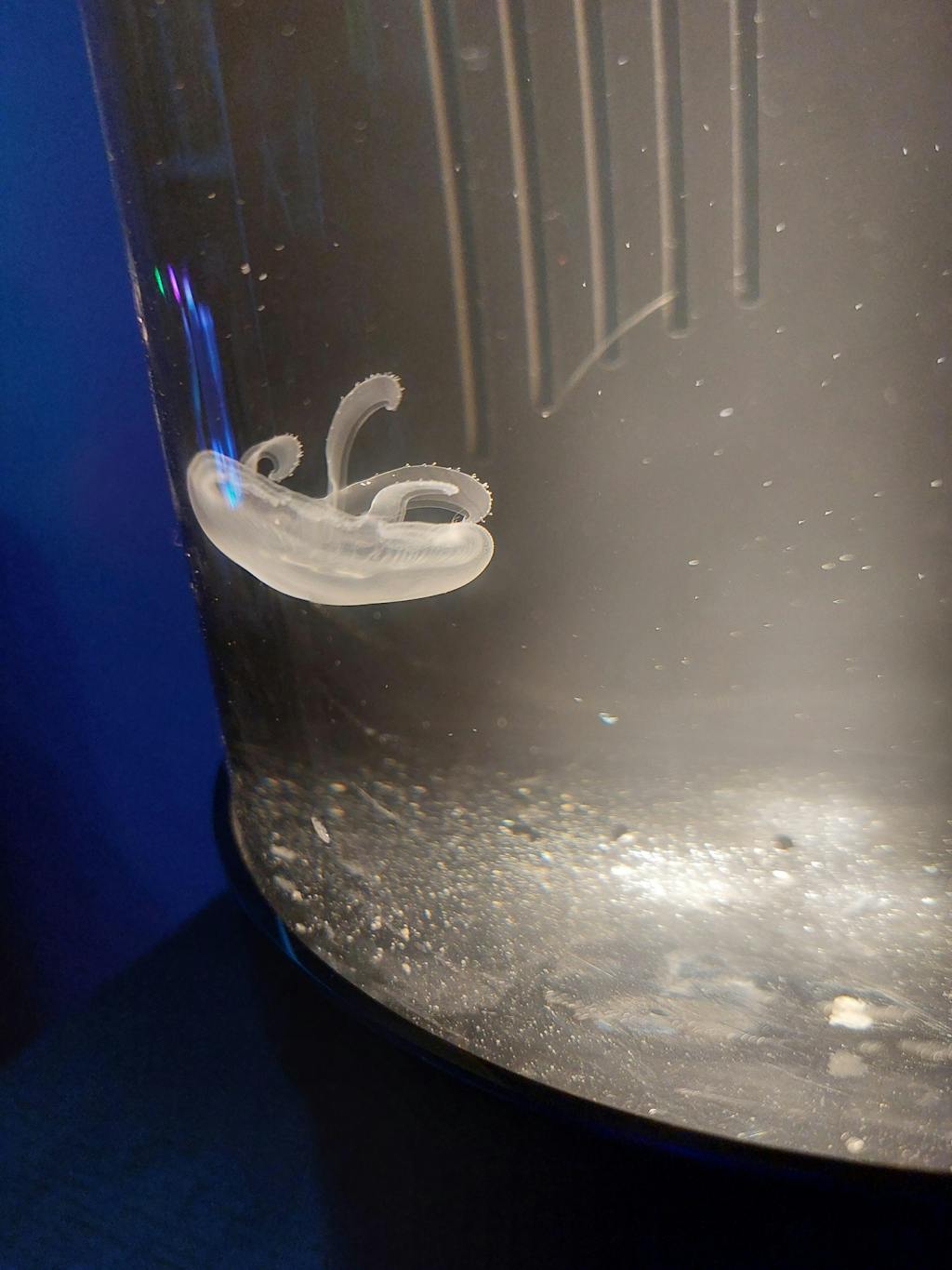 Nano Jellyfish Package Jellyfish Art