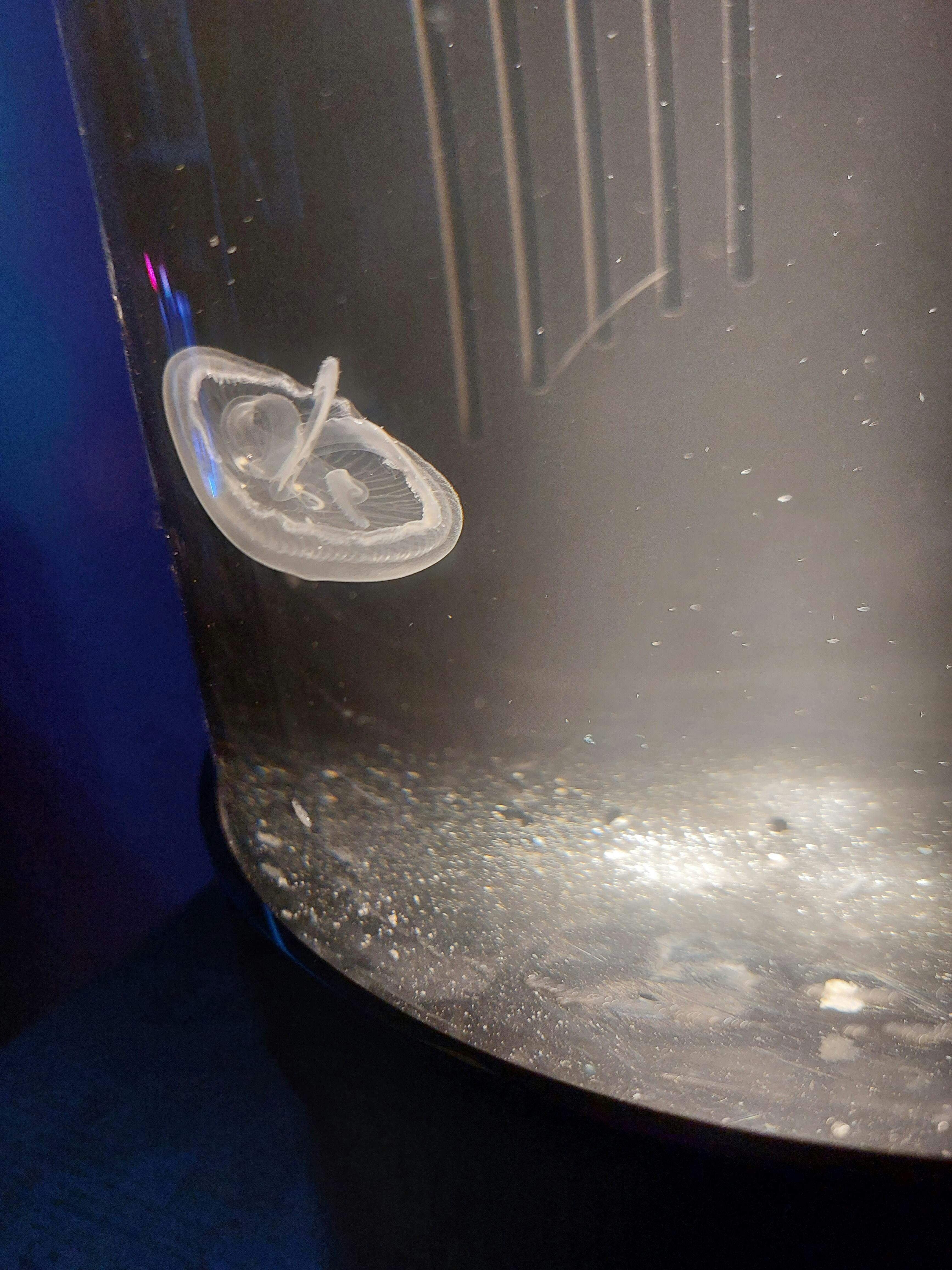 Nano Jellyfish Package Jellyfish Art