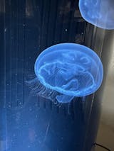 sec クリスタルジェリーフィッシュ Amazon.com : Jellyfish Art Jelly Cylinder 5 (Aquarium only