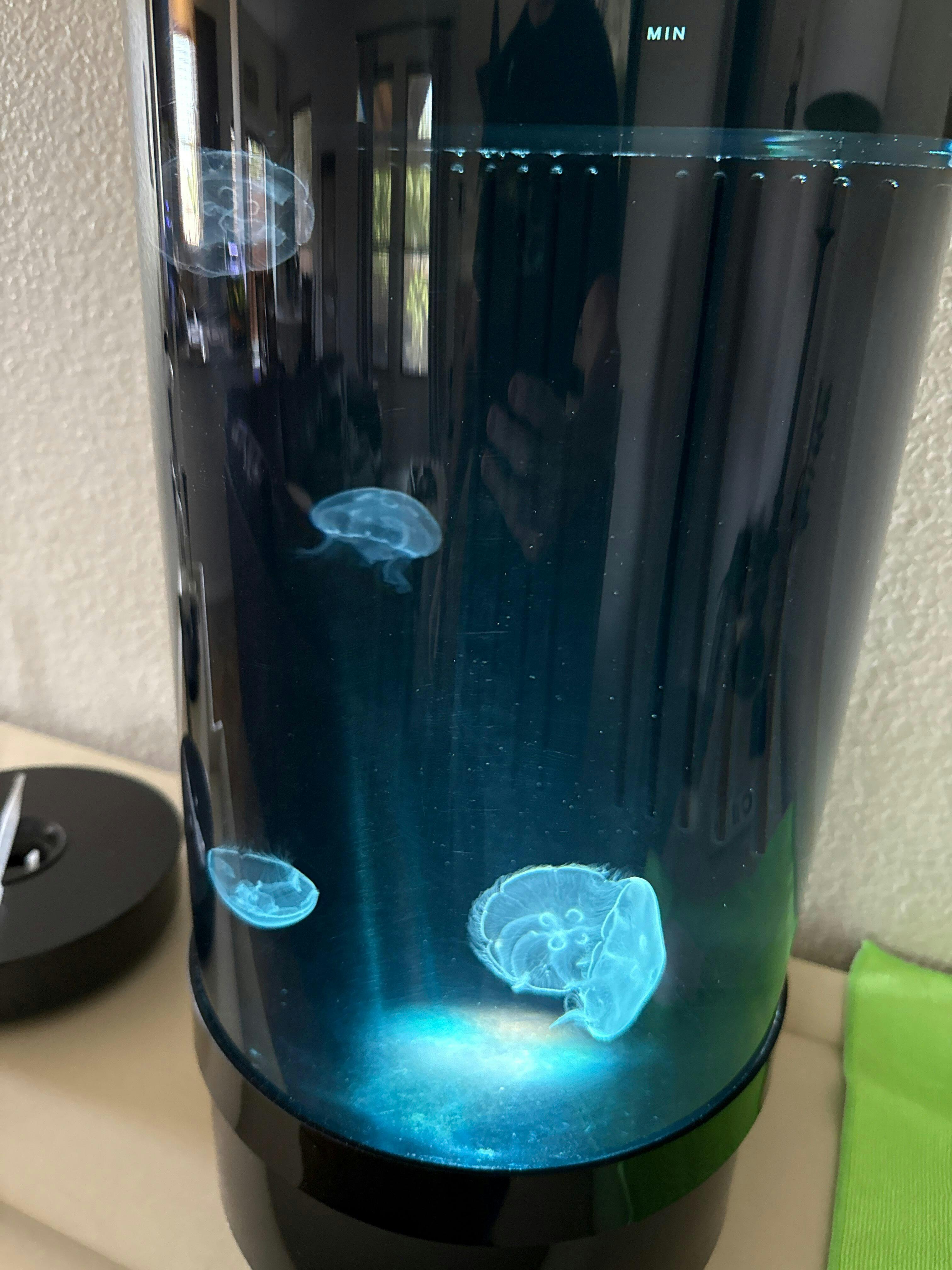 moon jelly ジャーフル　3mm Live Moon Jellyfish - Sunset Marine Labs - Live Jellyfish