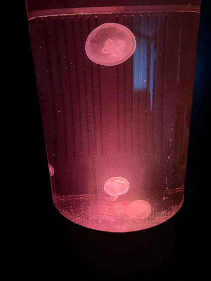 Large Moon Jellyfish – Jellyfish Art