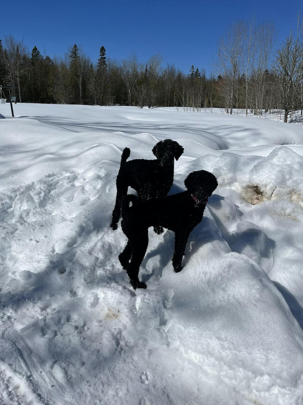 Cravin' Cricket Dog Food Jiminy's