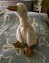 Pru Floppy Goose
