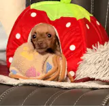 Strawberry Pet House – Soft Kennel Bed for Small Dogs & Cats