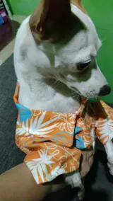 Summer Hawaiian Dog Shirt – Fashionable Beach Vest with Coconut Print