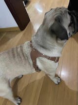 Vegan Leather Dog Harness Sets for small dogs- Julibee's