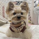 Vegan Leather Dog Harness Sets for small dogs- Julibee's