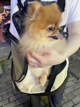 CuddleBaby Front Pet Carrier Backpack for 13 lbs(6 kg) Pets|Julibee's Almond