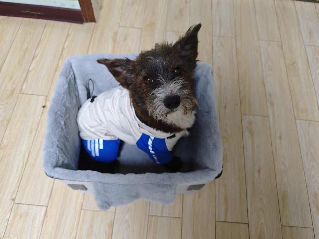 Q-Safe Dog Car Booster for Small Dogs