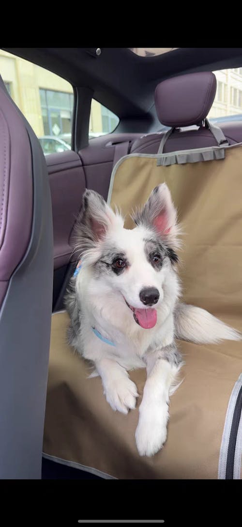 urbanTrail Multifuncational Dog Car Seat Protector