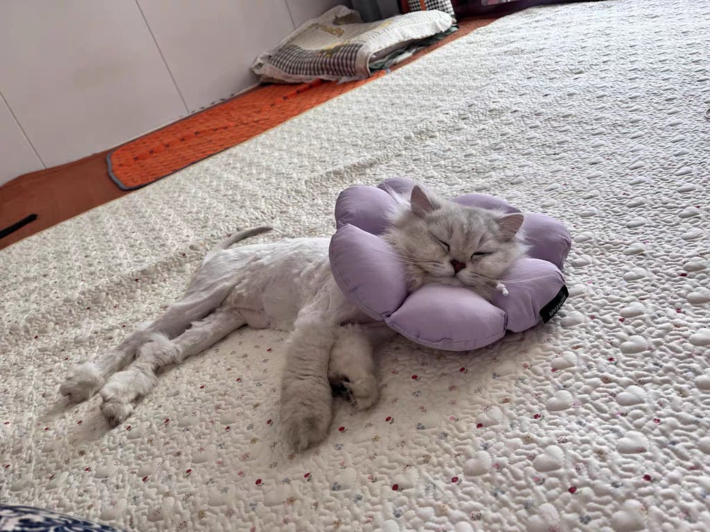 Flora Pet Cone Collar