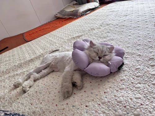 Flora Pet Cone Collar