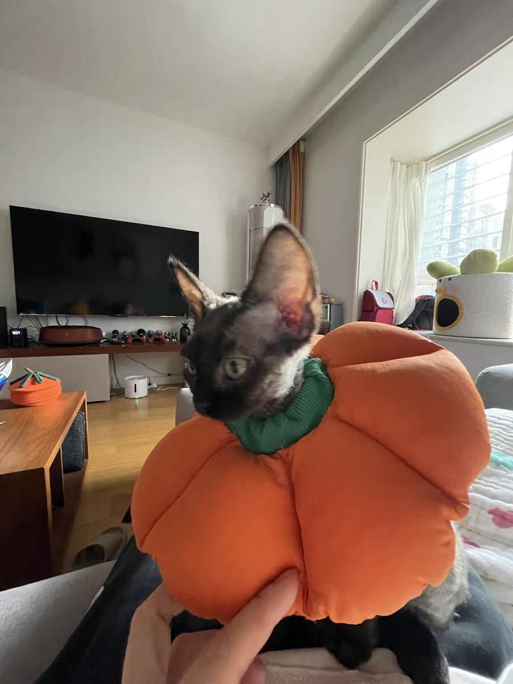 Flora Pet Cone Collar