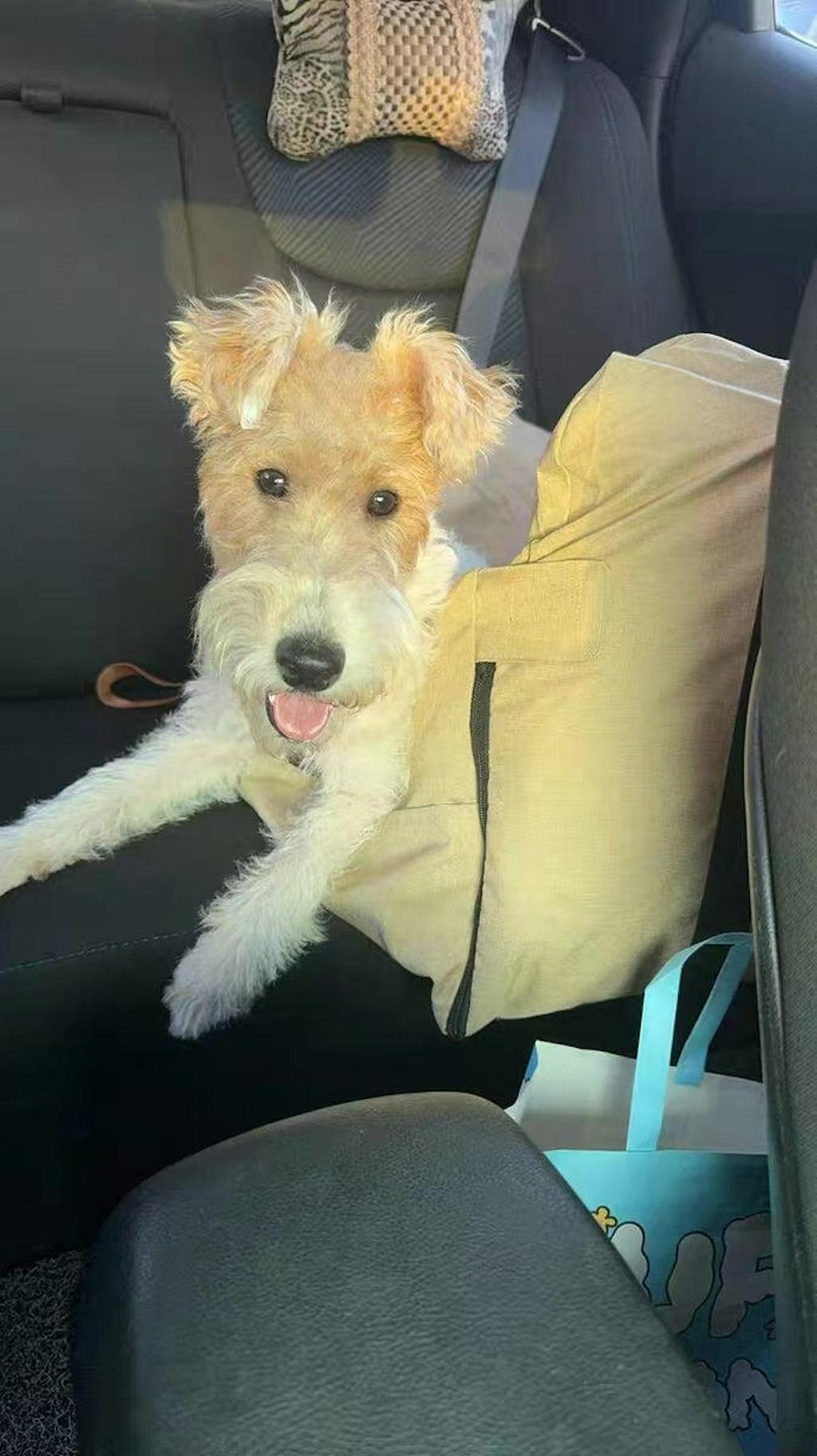 UltraSoft Large Dog Car Bed