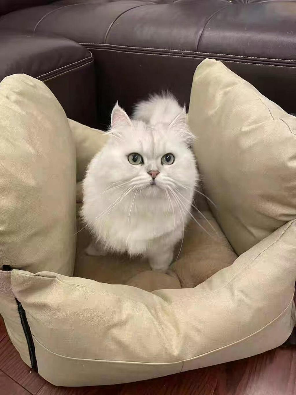 UltraSoft Large Dog Car Bed