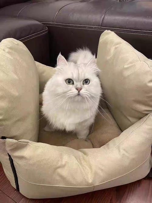 UltraSoft Large Dog Car Bed