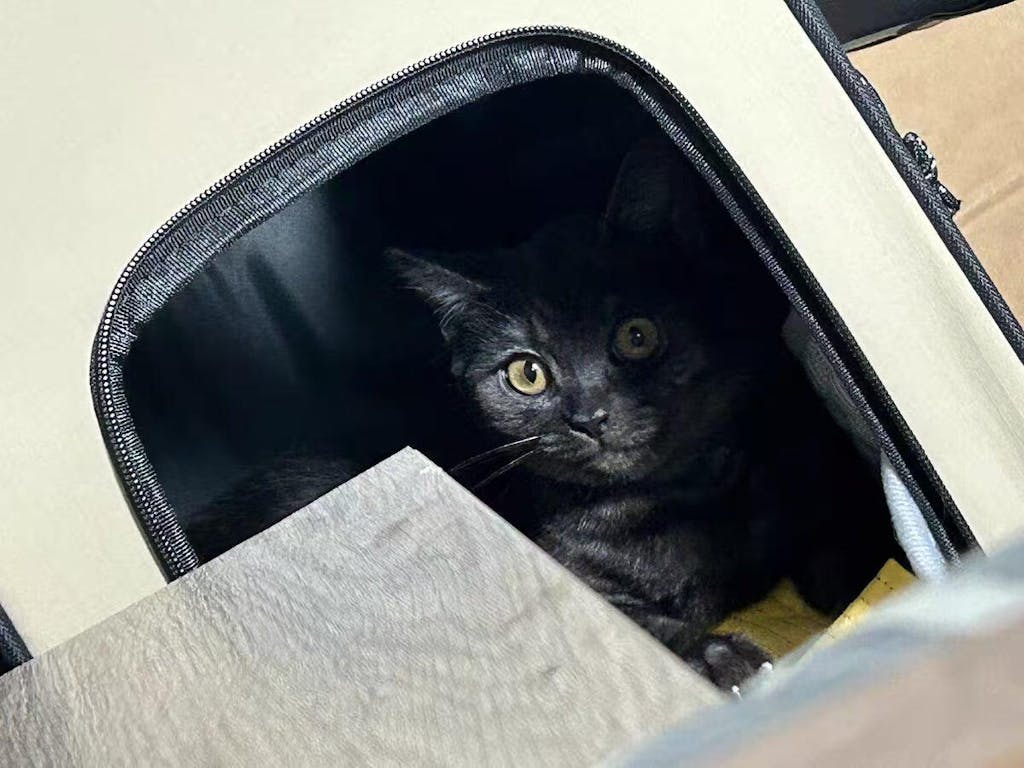 FirstClass Pet Carrier Bag