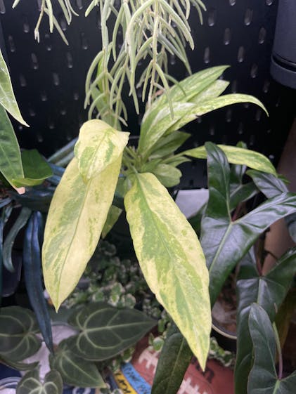 Anthurium 'Dorayaki x Magnificum' - 3 Anthurium 'Dorayaki x Magnificum' - 3