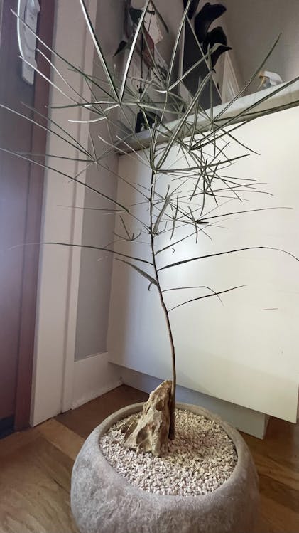 BASEMENT PLANT.様　オーダー受付 mqdefault.jpg