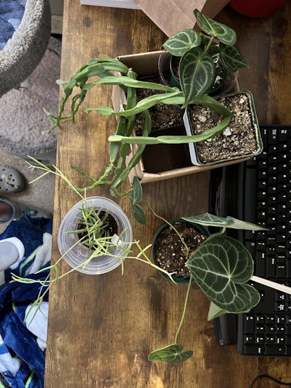 Anthurium 'Dorayaki x Magnificum' - 3 Anthurium 'Dorayaki x Magnificum' - 3