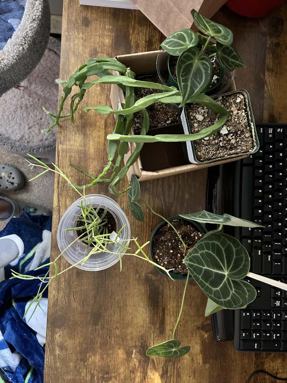 Sansevieria 'Blue Kew' - 4