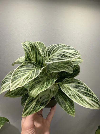 Hoya Multiflora 'Variegata' - 4" Jungle Cat Greenhouse