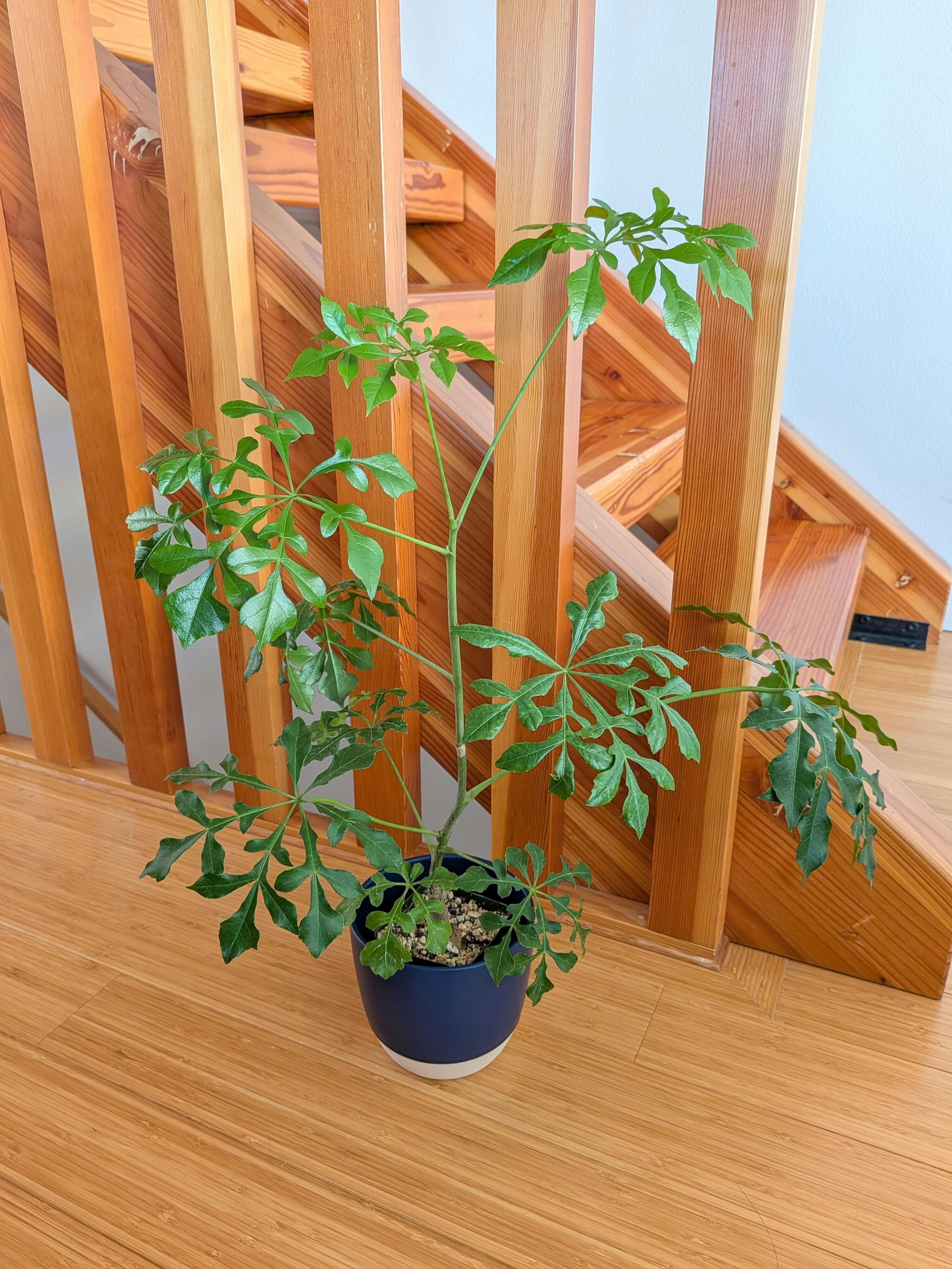 Anthurium 'Dorayaki x Magnificum' - 3