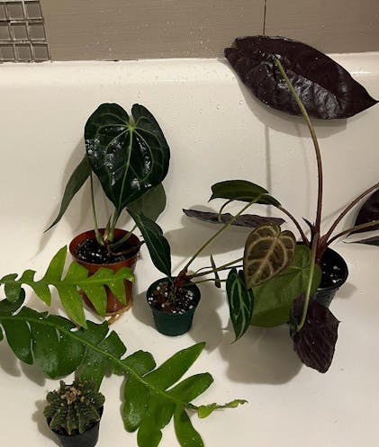 Anthurium 'Dorayaki x Magnificum' - 3 Anthurium 'Dorayaki x Magnificum' - 3