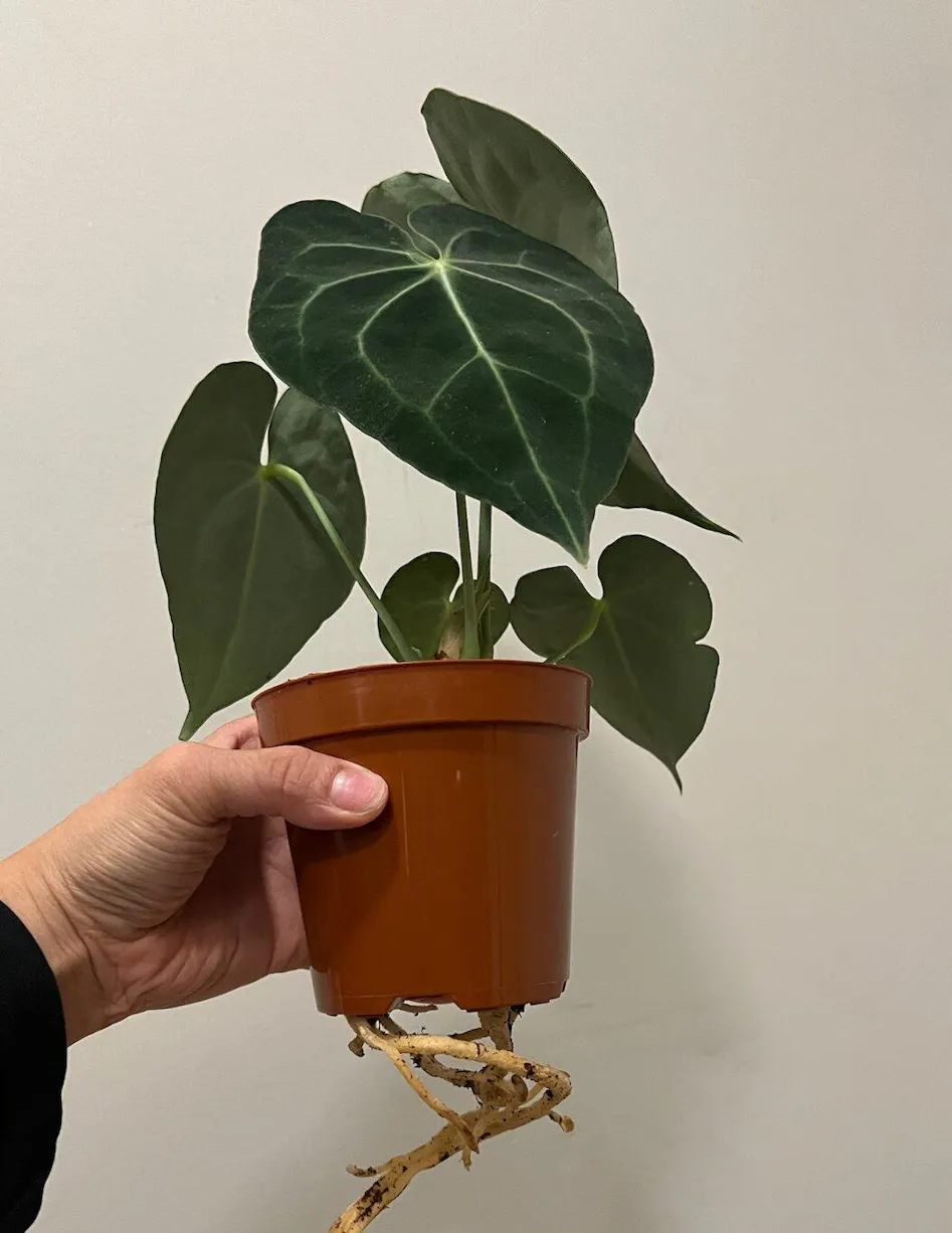Dioscorea Elephantipes - 4