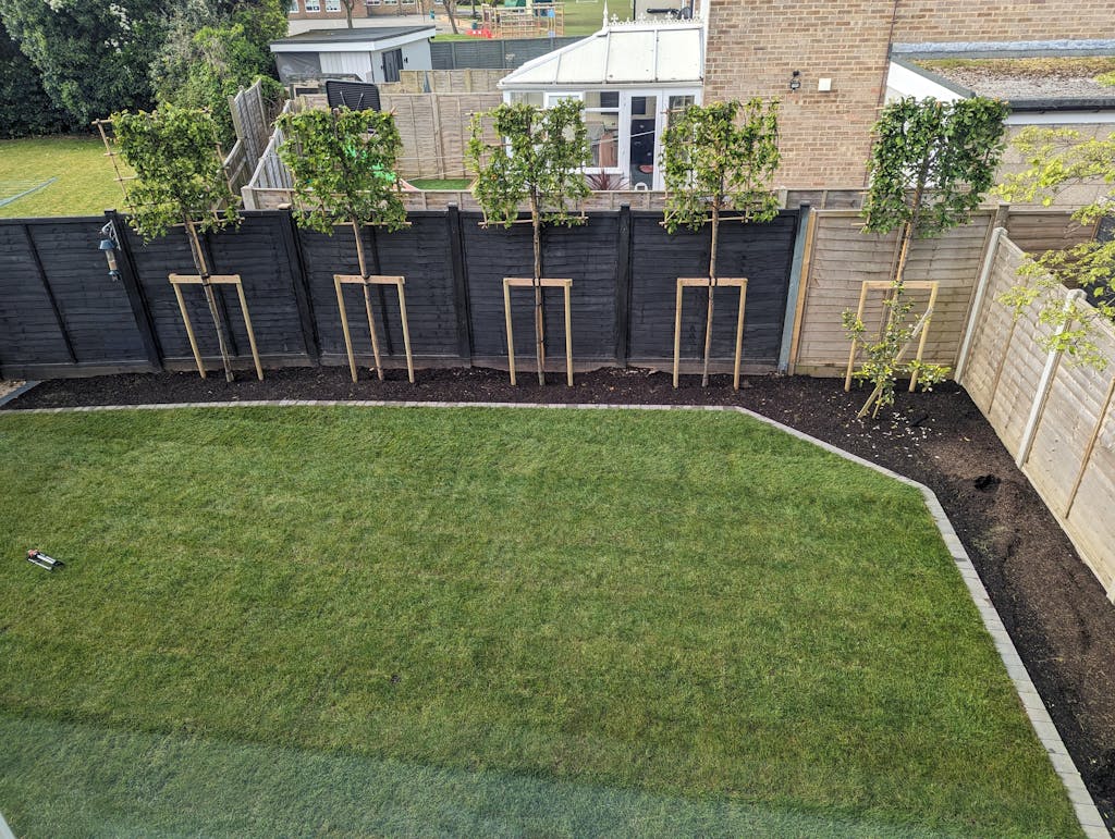 Hornbeam Pleached Tree [Carpinus betulus] for Privacy Screening Fres