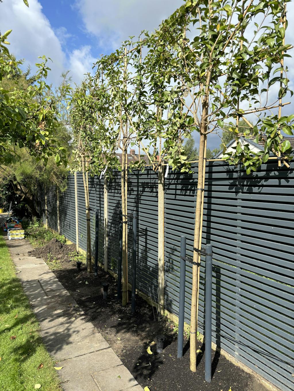 Japanese Privet Pleached Tree [Ligustrum japonicum] for Privacy Screen