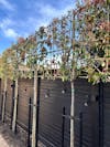 Red Robin Pleached Tree [Photinia × fraseri] for Privacy Screening | Freshly Pleached Trees