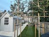 Portuguese Laurel Pleached Tree [Prunus lusitanica 'Angustifolia'] for Privacy Screening | Freshly Pleached Trees