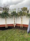 Red Robin Pleached Tree [Photinia × fraseri] for Privacy Screening | Freshly Pleached Trees