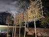 Hornbeam Pleached Tree [Carpinus betulus] for Privacy Screening | Freshly Pleached Trees