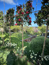 Pink Mix Camellia [Camellia japonica] for Privacy Screening | Freshly Pleached Trees
