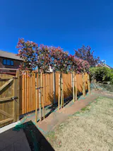 Pink Marble Pleached Tree [Photinia × fraseri 'Cassini'] for Privacy Screening | Freshly Pleached Trees