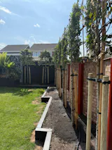 Portuguese Laurel Pleached Tree [Prunus lusitanica 'Angustifolia'] for Privacy Screening | Freshly Pleached Trees