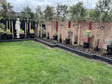 Portuguese Laurel Pleached Tree [Prunus lusitanica 'Angustifolia'] for Privacy Screening | Freshly Pleached Trees