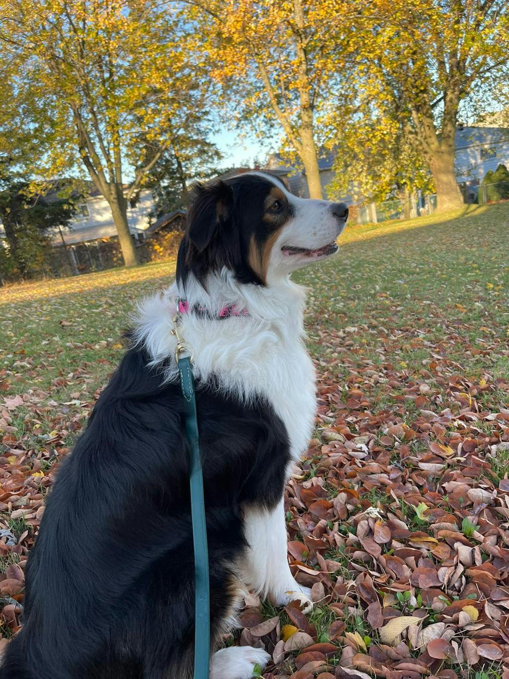 Just Beef Combo Package All Natural Raw Dog Food Just Raw Pet Food