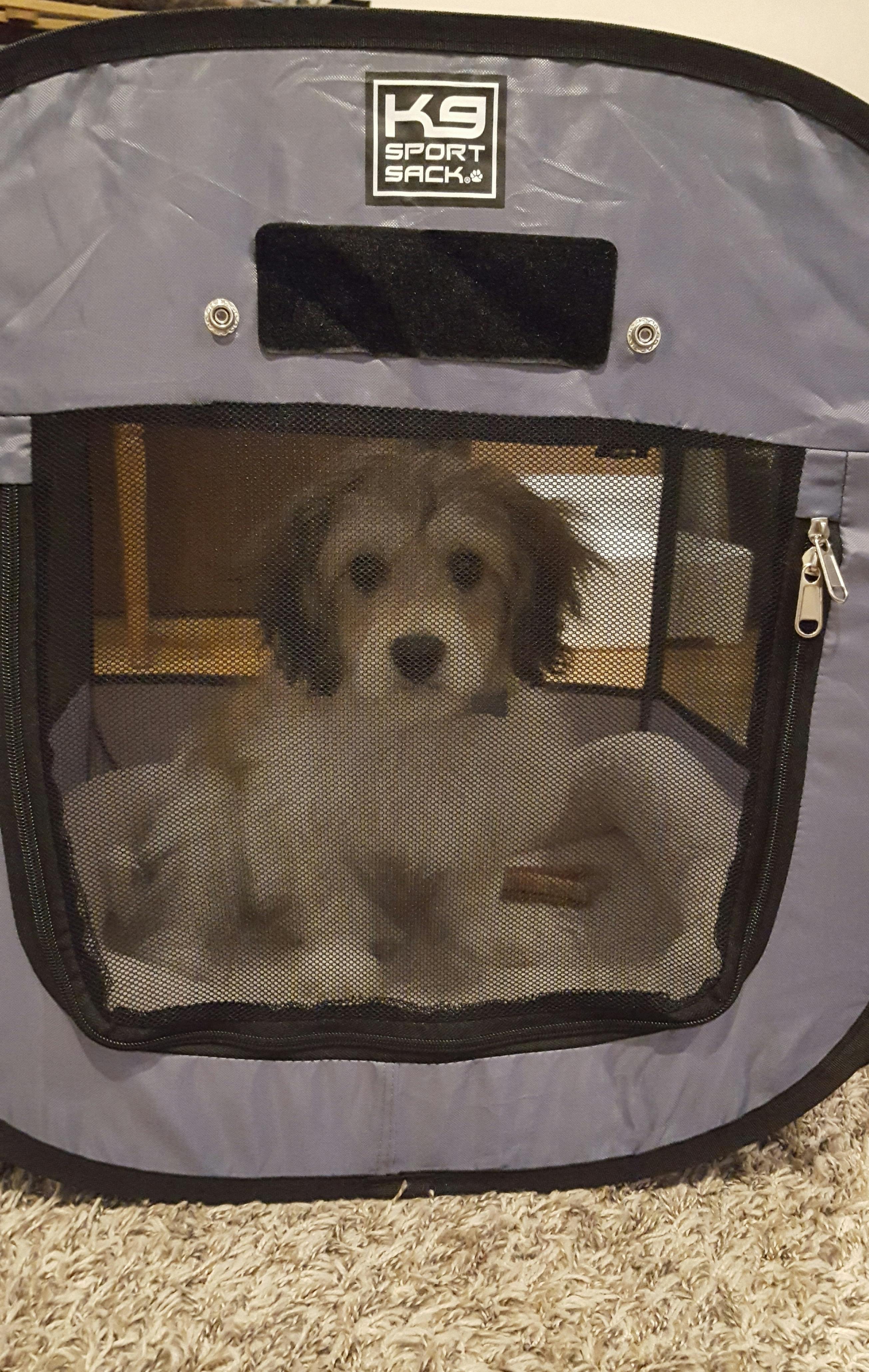 small pop up tent for dogs