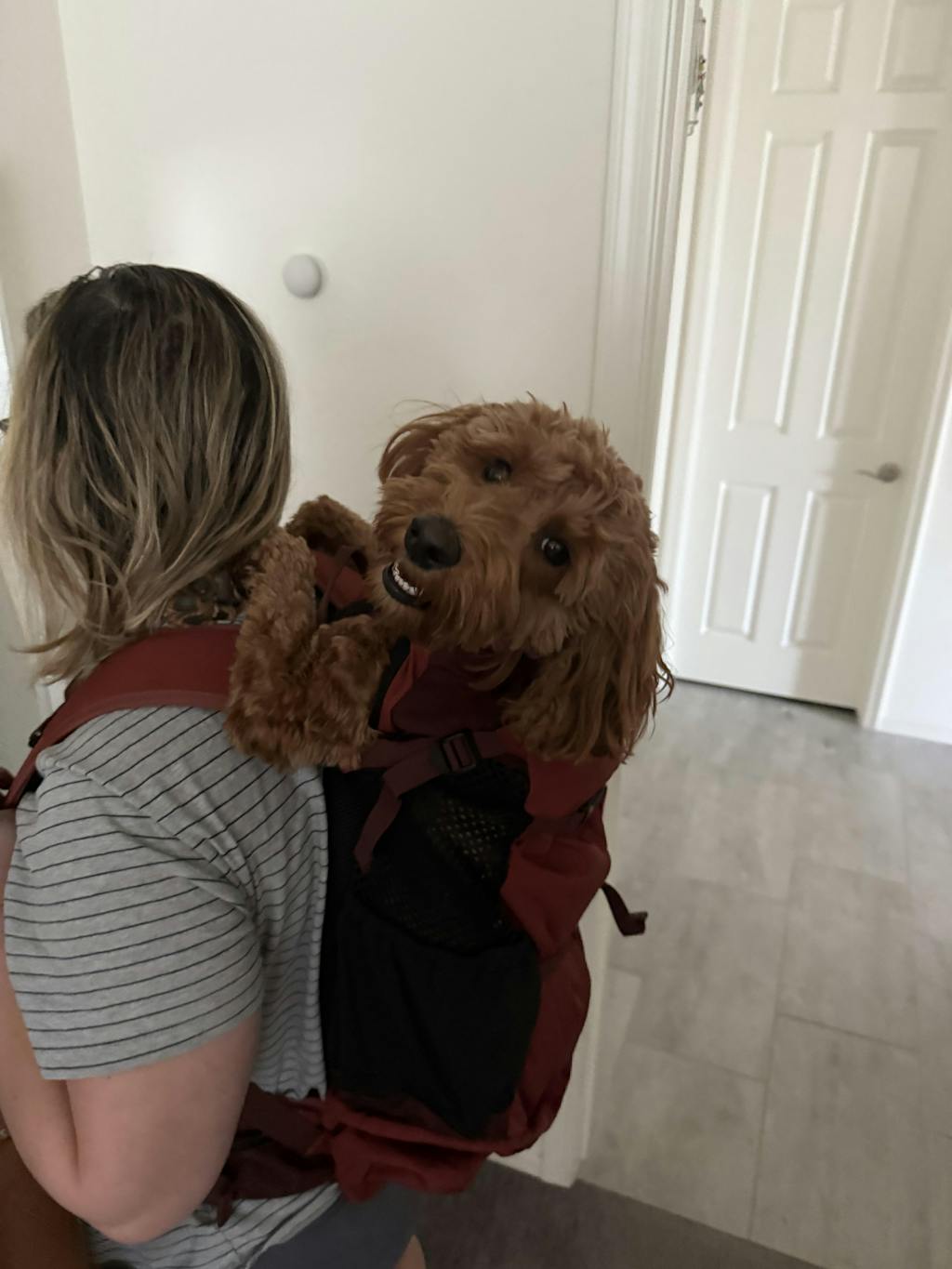 Knavigate | Advanced Dog Carrier with Internal Frame & Hip Belt