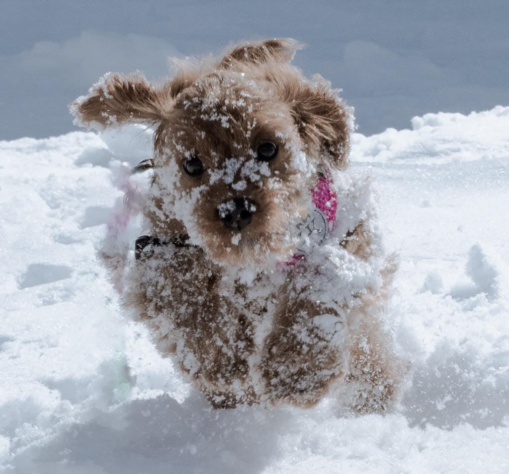 Knavigate | Advanced Dog Carrier with Internal Frame & Hip Belt