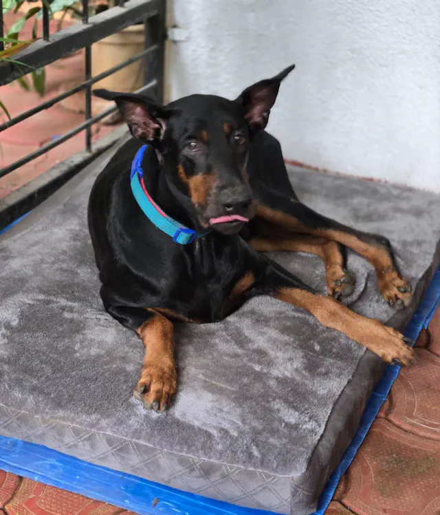 Ashish Marathe's dog